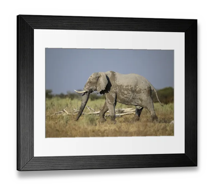 Framed Print : African elephant (Loxodonta africana) Framed Print : African elephant (Loxodonta africana)