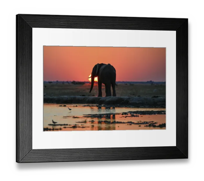 Framed Print : African elephant (Loxodonta africana)