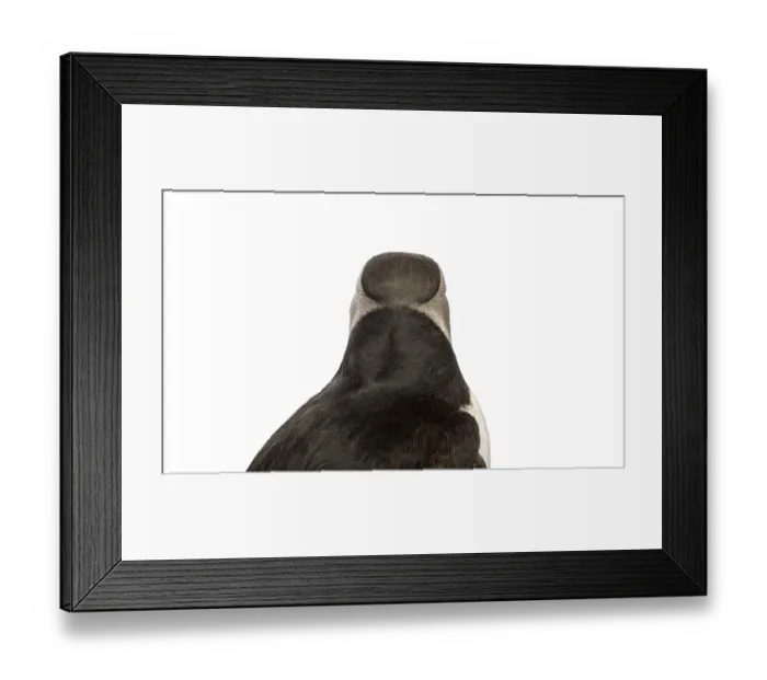 Framed Print : Common Puffin, Fratercula arctica Framed Print : Common Puffin, Fratercula arctica