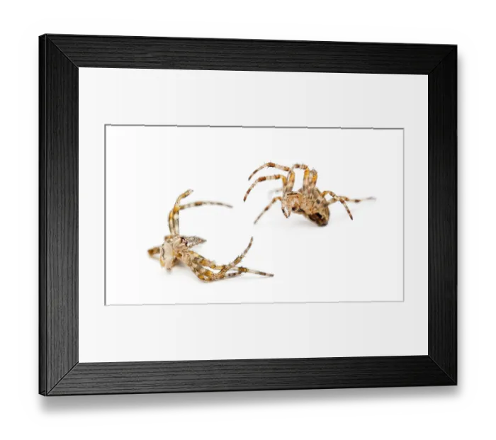 Framed Print : European garden spiders, also known as cross spiders Framed Print : European garden spiders, also known as cross spiders
