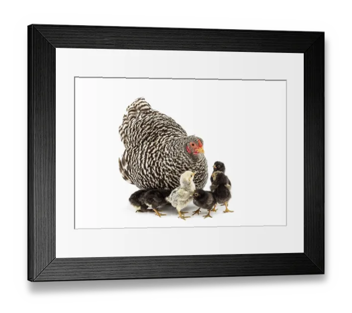 Framed Print : Hen and her small chicks standing together on a clean white background Framed Print : Hen and her small chicks standing together on a clean white background