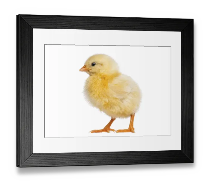 Framed Print : Adorable newborn yellow chick standing upright on white background