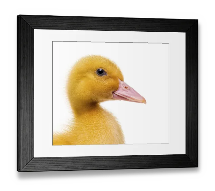 Framed Print : Yellow duckling chick isolated on white background looking right Framed Print : Yellow duckling chick isolated on white background looking right