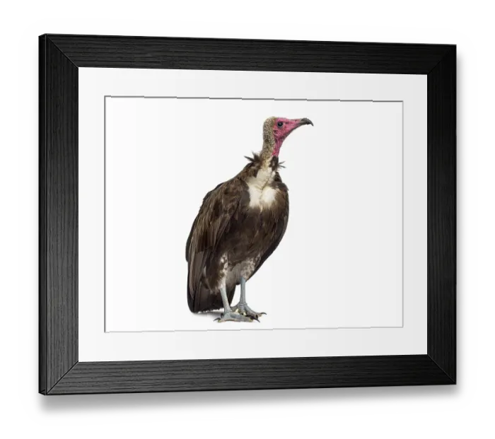 Framed Print : Hooded vulture, Necrosyrtes monachus
