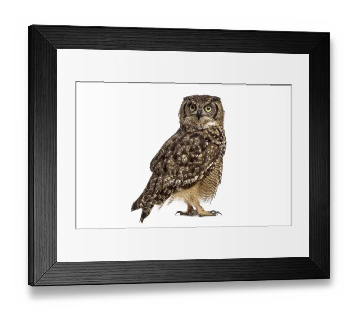 Framed Print : Spotted eagle owl - bubo africanus - standing on white background