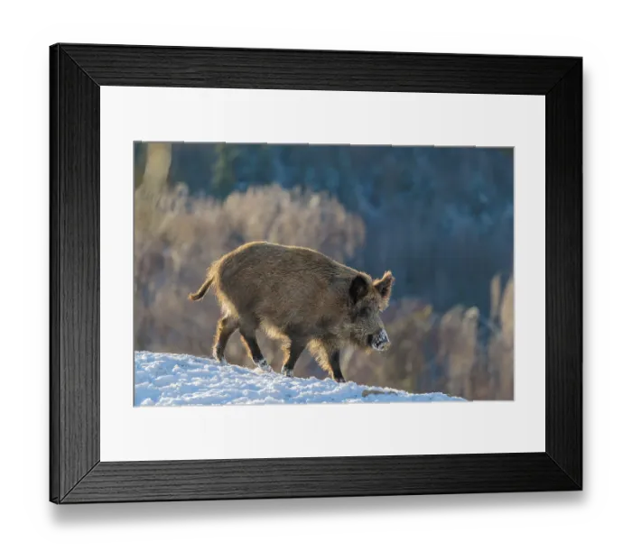 Framed Print : A wild boar (Sus scrofa) stands in the backlight of the sun on a snow-covered mound