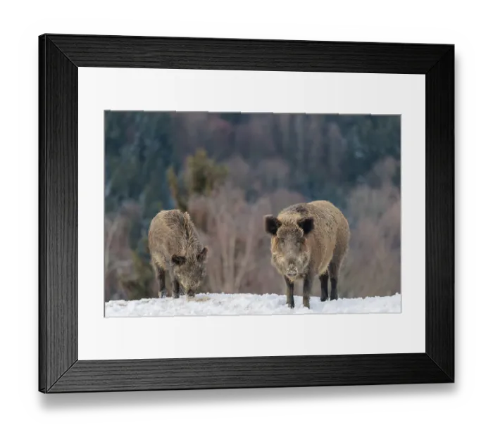 Framed Print : Two wild boars (Sus scrofa) search for food on a snow-covered hill