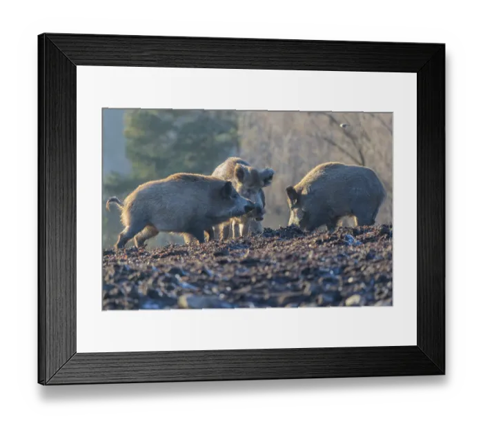 Framed Print : Three wild boars (Sus scrofa) stand in the backlight of the sun in a clearing