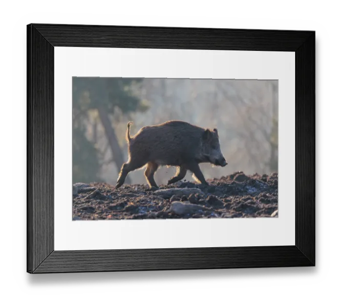 Framed Print : A wild boar (Sus scrofa), runs backlit by the sun across a clearing