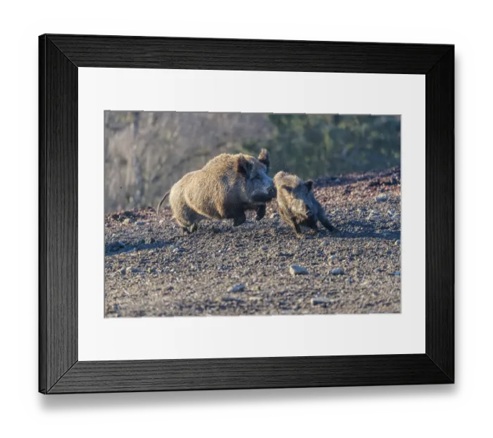 Framed Print : An adult wild boar (Sus scrofa) runs after a young animal and attacks it
