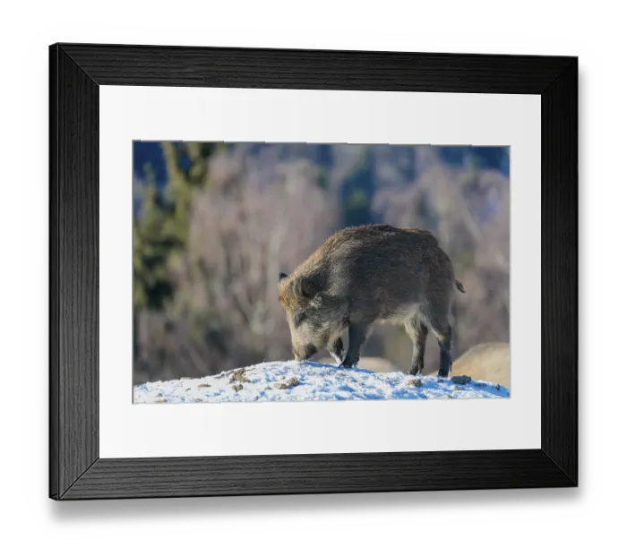 Framed Print : A young wild boar (Sus scrofa) searches for food on a snow-covered hill