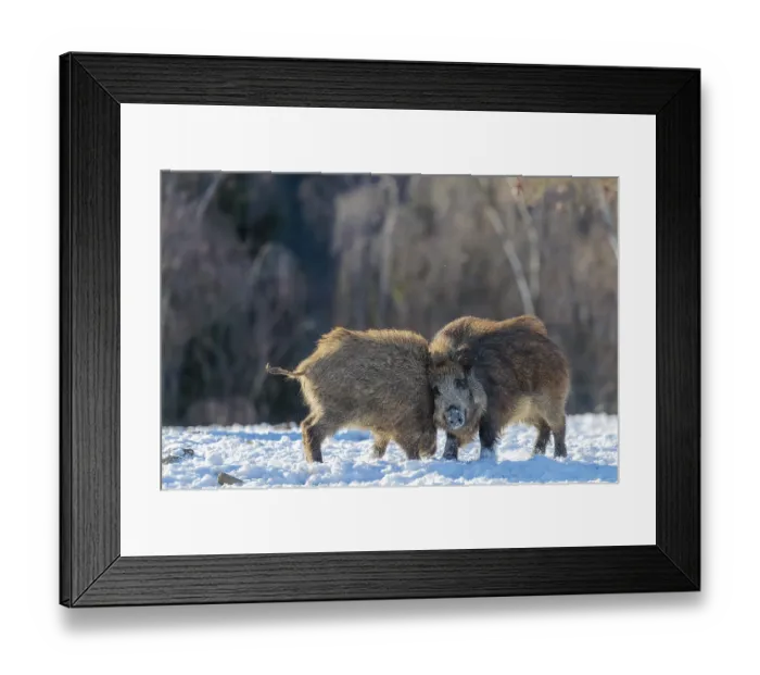 Framed Print : Two young wild boars (Sus scrofa) wrestle with each other in the backlight of the sun in a clearing