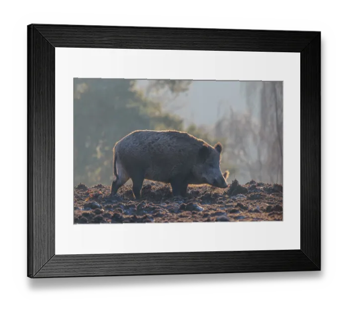 Framed Print : A wild boar (Sus scrofa), runs backlit by the sun across a clearing