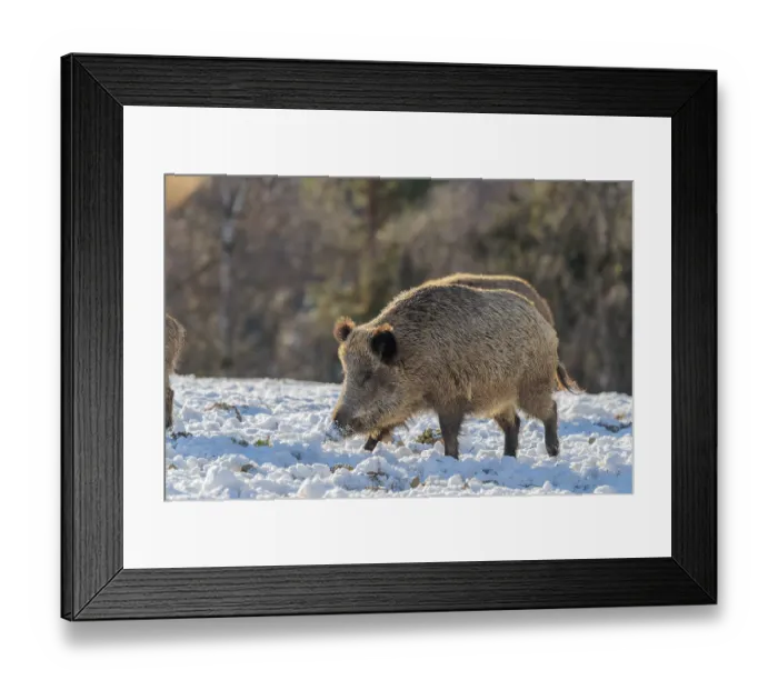 Framed Print : Two wild boars (Sus scrofa) search for food on a snow-covered meadow