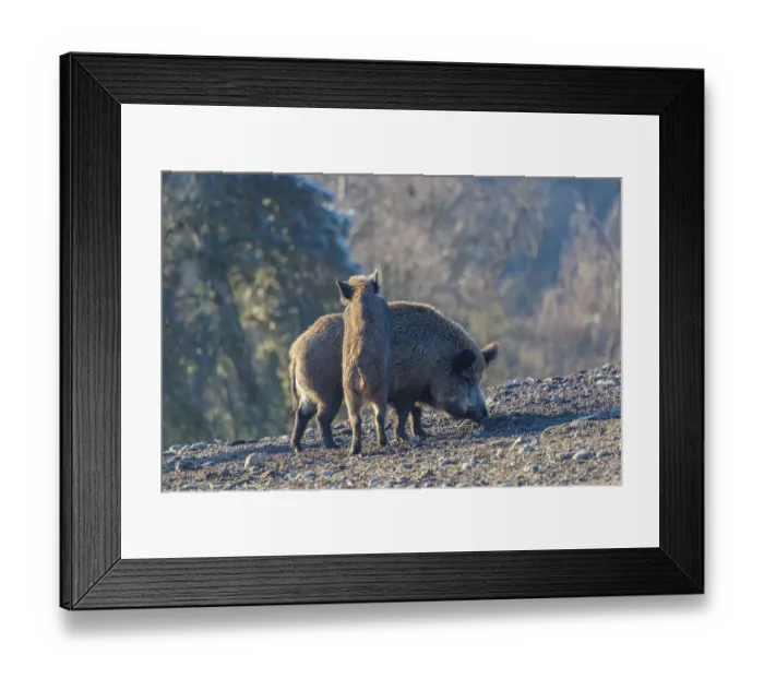 Framed Print : A young wild boar (Sus scrofa) Framed Print : A young wild boar (Sus scrofa)