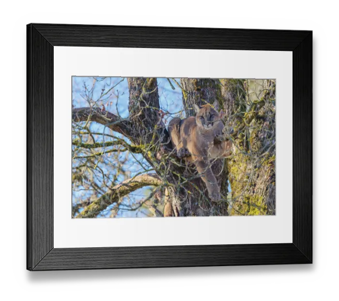 Framed Print : An adult female cougar (Puma concolor) rests high up in an oak tree on a sunny