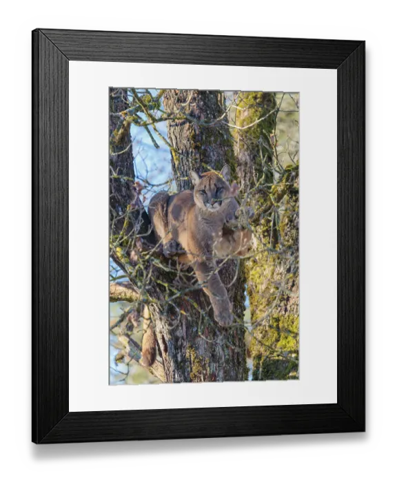 Framed Print : An adult female cougar (Puma concolor) rests high up in an oak tree on a sunny