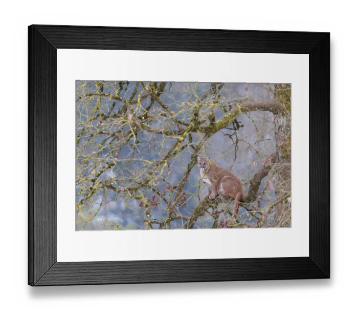Framed Print : An adult female cougar (Puma concolor)