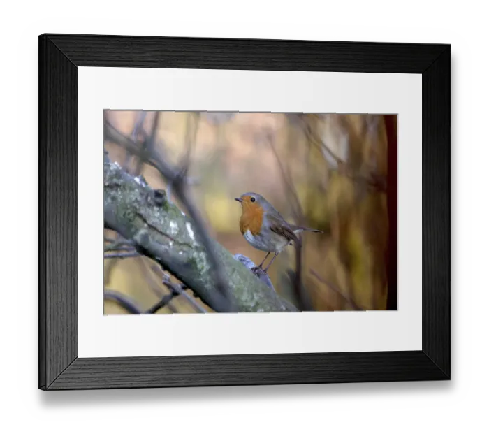 Framed Print : Robin (Erithacus rubecula), tree
