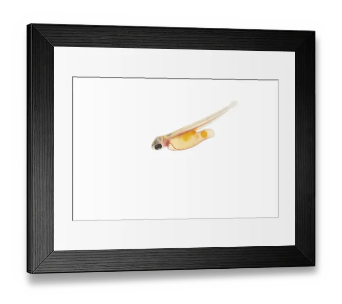 Framed Print : Juvenile fish, larva of Atlantic salmon (Salmo salar) after hatching in water