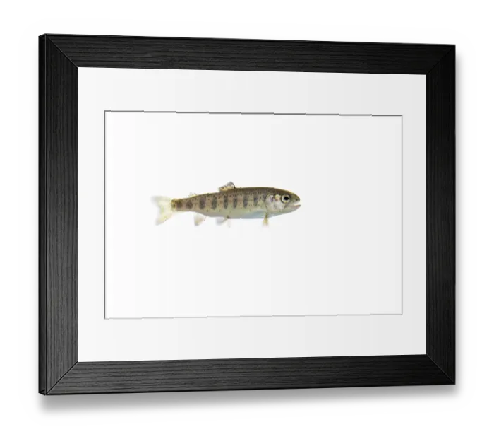 Framed Print : Rainbow trout (Oncorhynchus mykiss)
