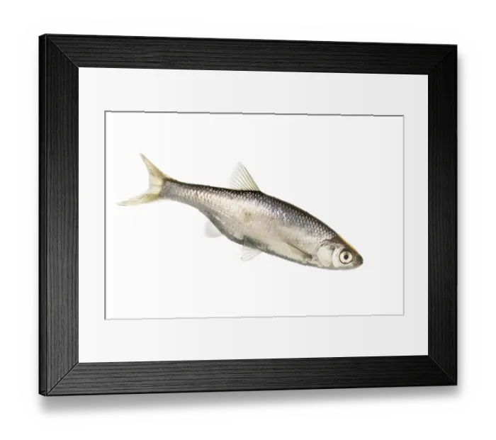 Framed Print : Hazel (Leuciscus leuciscus), fish