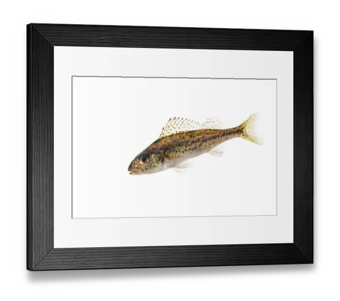 Framed Print : Ruffe (Gymnocephalus cernua), fish Framed Print : Ruffe (Gymnocephalus cernua), fish