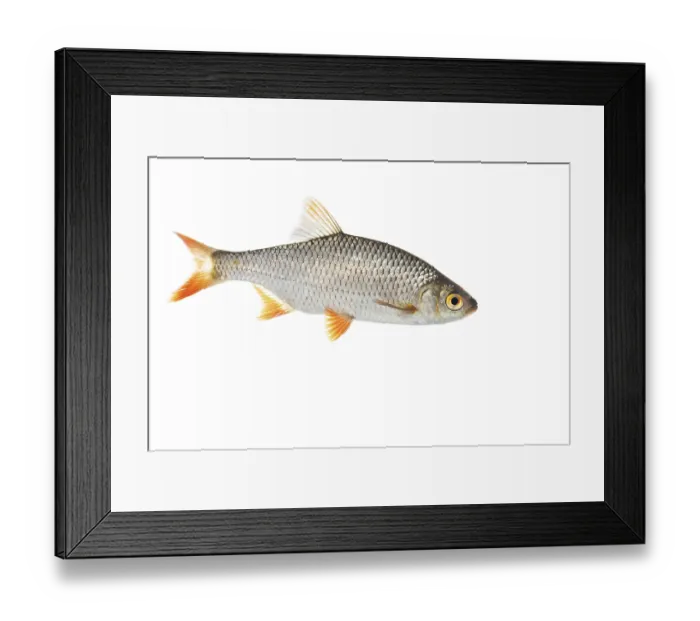 Framed Print : Rudd (Scardinius erythrophthalmus)