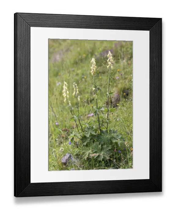 Framed Print : Monkshood (Aconitum vulparia), Merkel family Framed Print : Monkshood (Aconitum vulparia), Merkel family