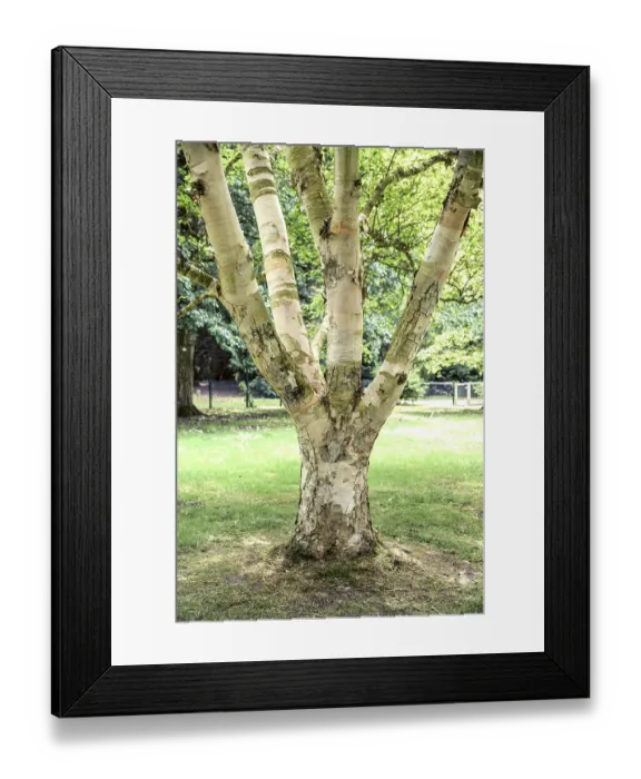 Framed Print : Golden birch (Betula ermanii Blush')