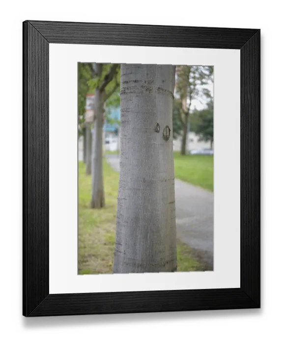 Framed Print : (Celtis australis), Germany