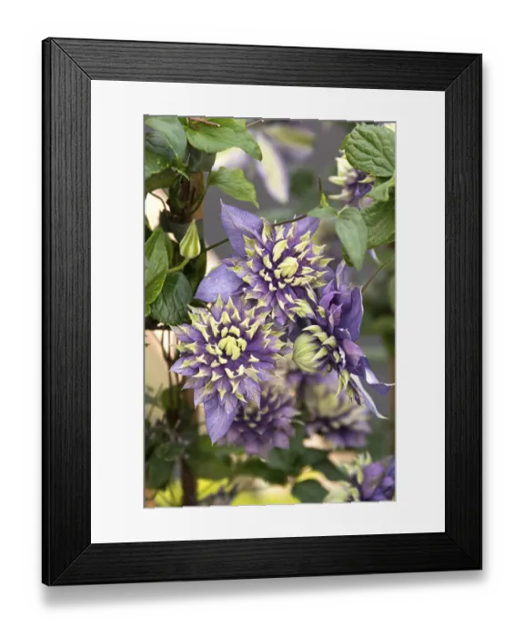 Framed Print : Clematis TAIGA, Plantarium 2016, Netherlands