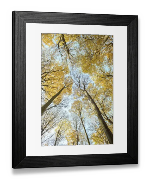 Framed Print : European beech (Fagus sylvatica) Framed Print : European beech (Fagus sylvatica)