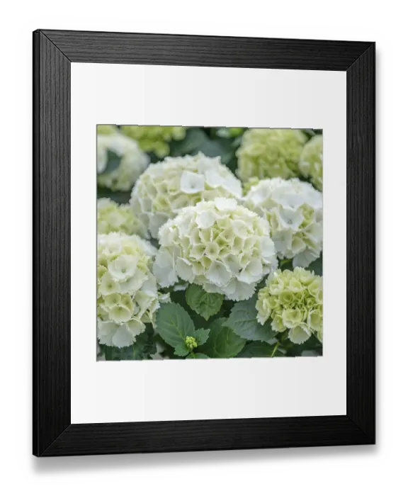 Framed Print : Garden hydrangea (Hydrangea macrophylla Lilienstein')