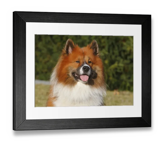 Framed Print : Large Elo (Canis lupus familiaris)