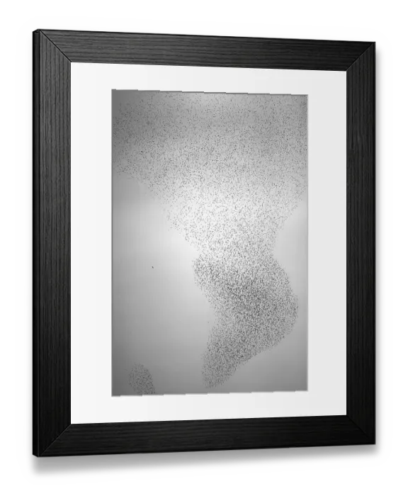 Framed Print : Starling (Sturnus vulgaris) Framed Print : Starling (Sturnus vulgaris)