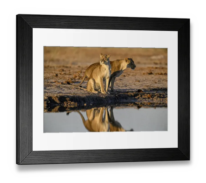 Framed Print : Two lionesses (Panthera leo) in the morning light at the Nxai Pan waterhole