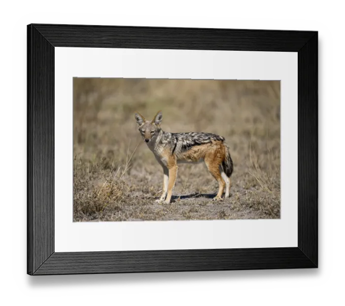 Framed Print : Black-backed jackal (Lupulella mesomelas)