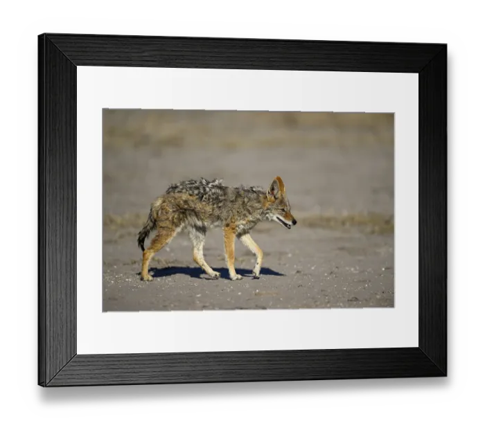 Framed Print : Black-backed jackal (Lupulella mesomelas)