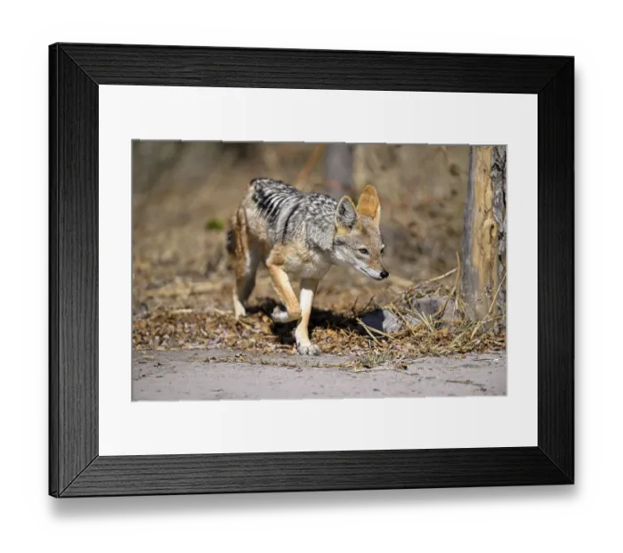 Framed Print : Black-backed jackal (Lupulella mesomelas) Framed Print : Black-backed jackal (Lupulella mesomelas)