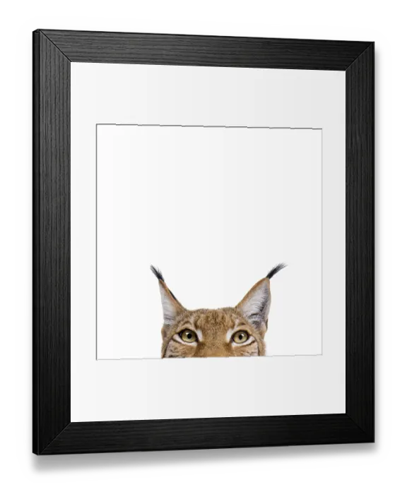 Framed Print : Close up of a eurasian lynx peeking over a white background Framed Print : Close up of a eurasian lynx peeking over a white background