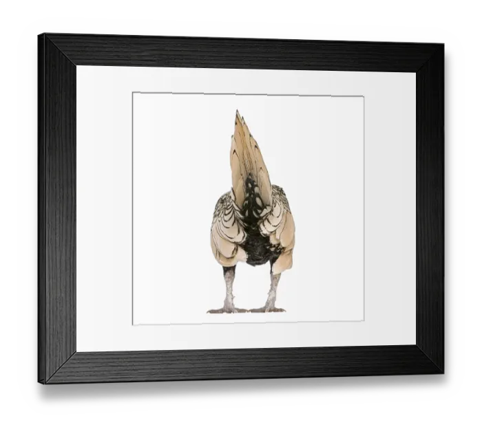 Framed Print : Chicken Lemon Sebright standing backwards on a white background Framed Print : Chicken Lemon Sebright standing backwards on a white background