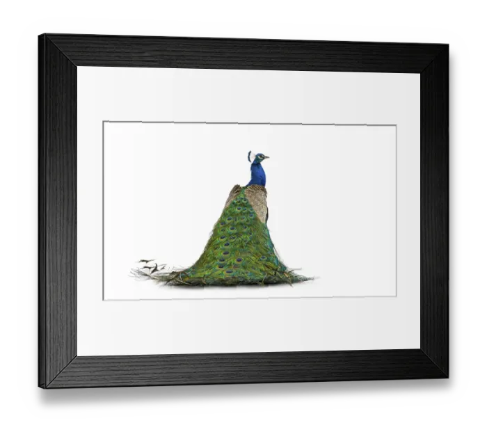 Framed Print : Back view of a male Indian Peafowl - peacock - looking at the camera - Pavo cristatus