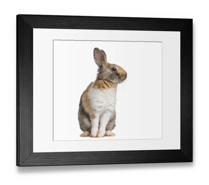 Framed Print : Calico pet rabbit sitting on a plain white background looking to the right