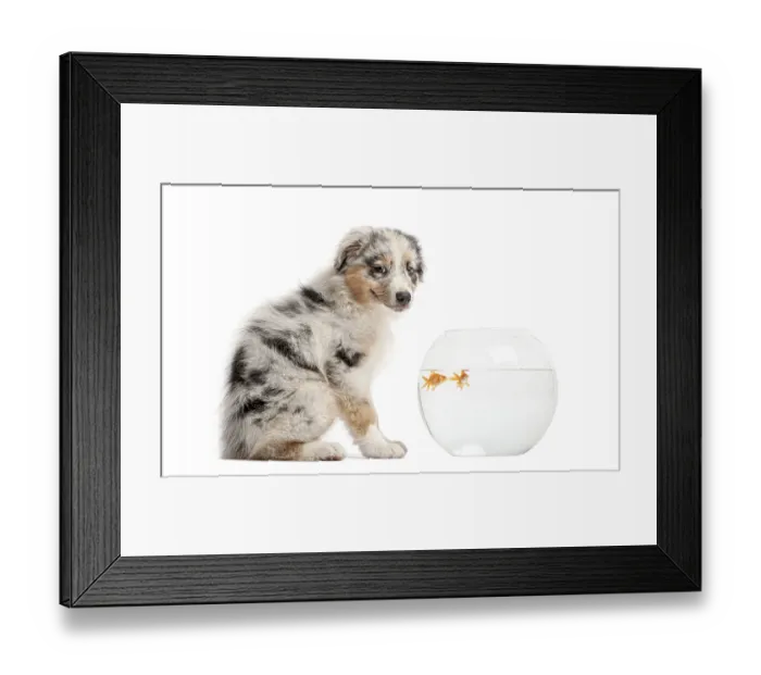 Framed Print : Australian shepherd puppy observing goldfish in a glass fishbowl with a curious expression Framed Print : Australian shepherd puppy observing goldfish in a glass fishbowl with a curious expression