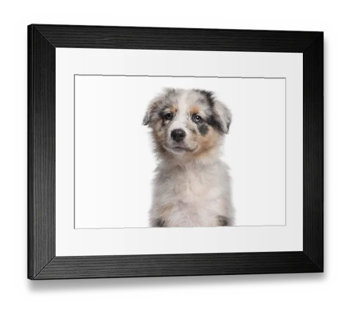 Framed Print : Australian shepherd puppy looking directly at camera