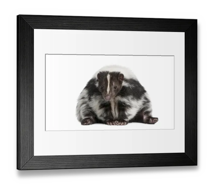 Framed Print : Striped skunk, Mephitis Mephitis