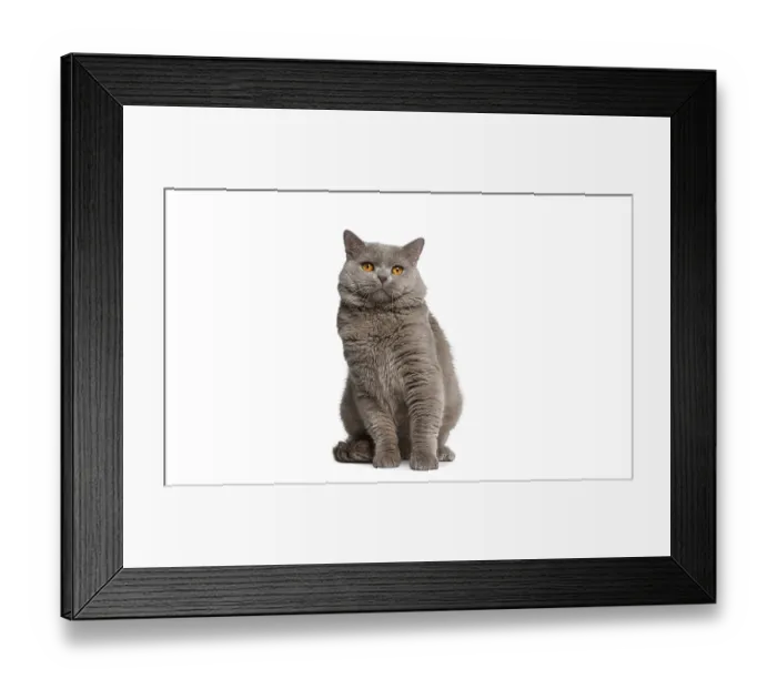 Framed Print : Adorable chartreux cat sitting and gazing upwards
