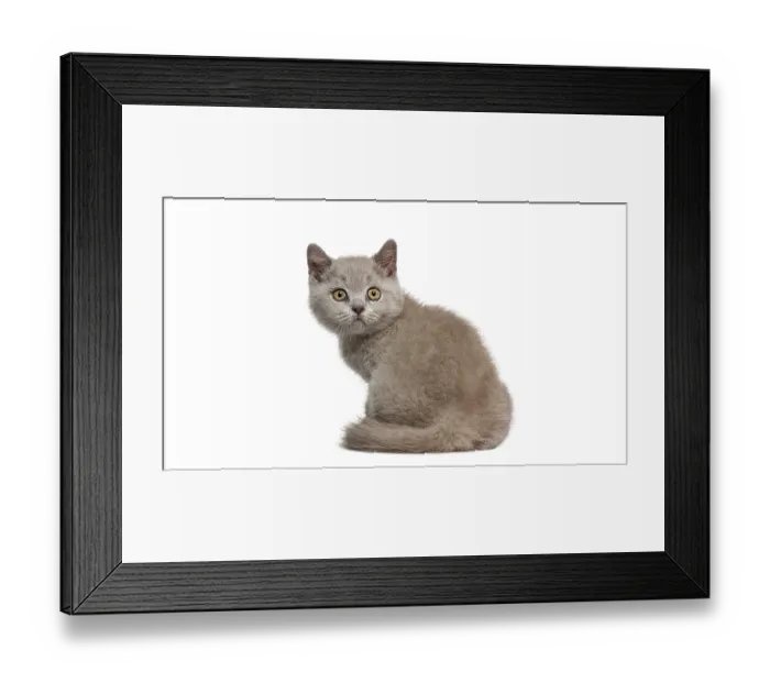 Framed Print : Adorable british shorthair kitten sitting and looking curiously over its shoulder against a white background Framed Print : Adorable british shorthair kitten sitting and looking curiously over its shoulder against a white background