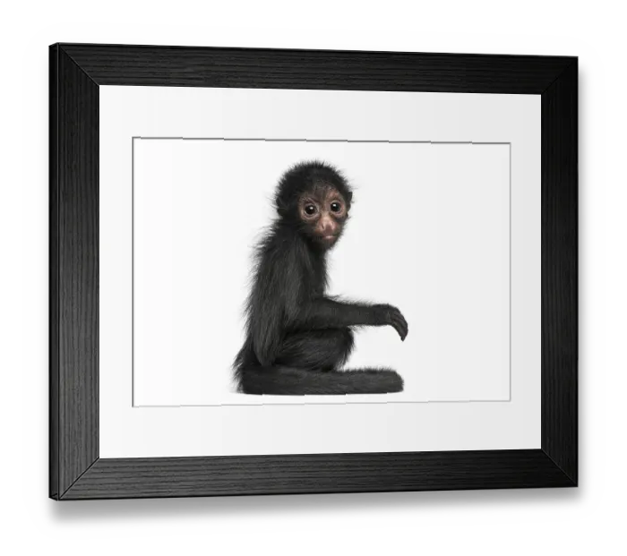 Framed Print : Young Red-faced Spider Monkey, Ateles paniscus Framed Print : Young Red-faced Spider Monkey, Ateles paniscus